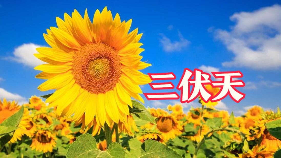 美食教程|7月11日入伏，有钱没钱，多吃4种“扶阳菜”，精力充沛，轻松度夏