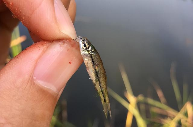 饵料|野钓遇到小鱼闹窝怎么办?教你5个方法,轻松搞定