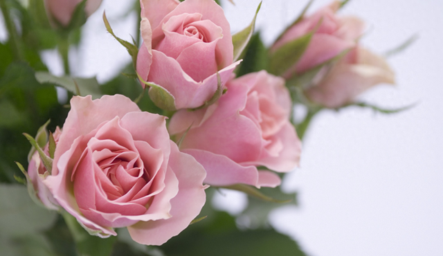 香菇|丈母娘来吃饭，我炒好菜去买酒，回来菜没了。老婆说，把碗洗一下