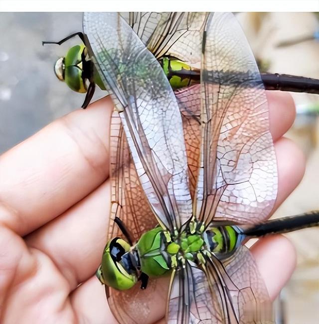 蚊子|1年吃掉3000只蚊子,8年才能长大,如今做成美食供不应求?