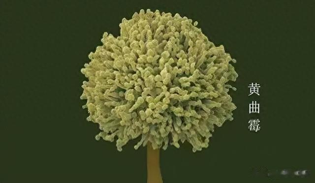 馒头|冷冻馒头不能吃,超过3天就会长黄曲霉素?不敢吃的都来看看