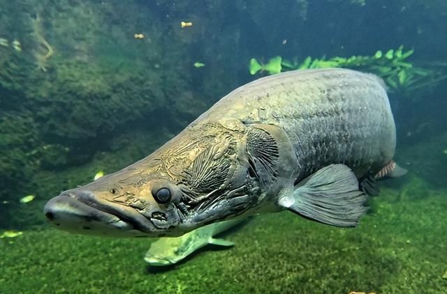 饵料|领先同行几个版本，邓刚带团队去泰国游钓，三大巨物已加入菜单