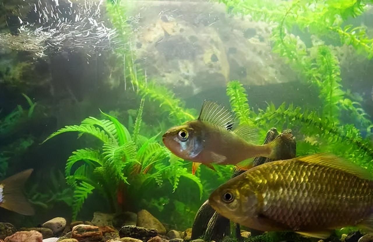 钓友们忽略了一个冬钓鲫钓点,藏有大鲫鱼,遇到了可别再放过