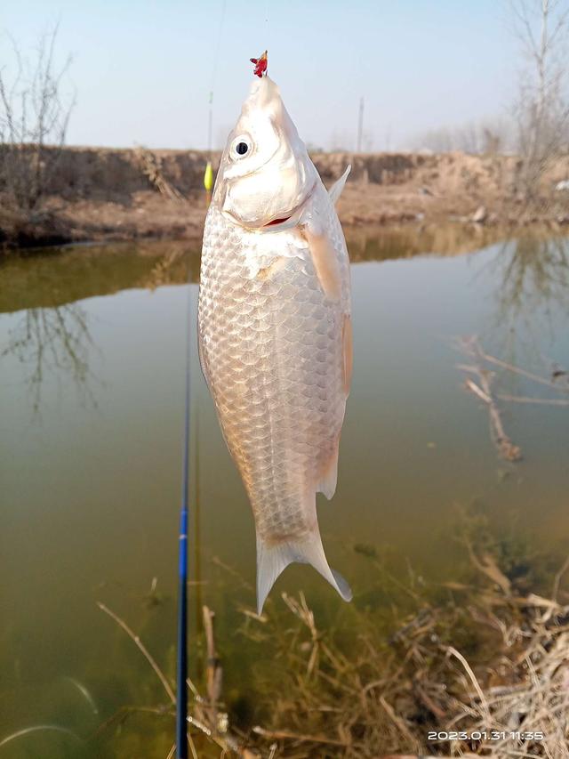 鲫鱼|冬尾冰融探鱼口，个头整壮值得守。