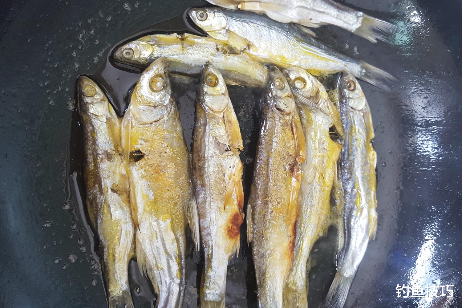 钓鱼技巧|钓黄尾鱼用什么窝料和钓饵?钓黄尾鱼的用饵技巧