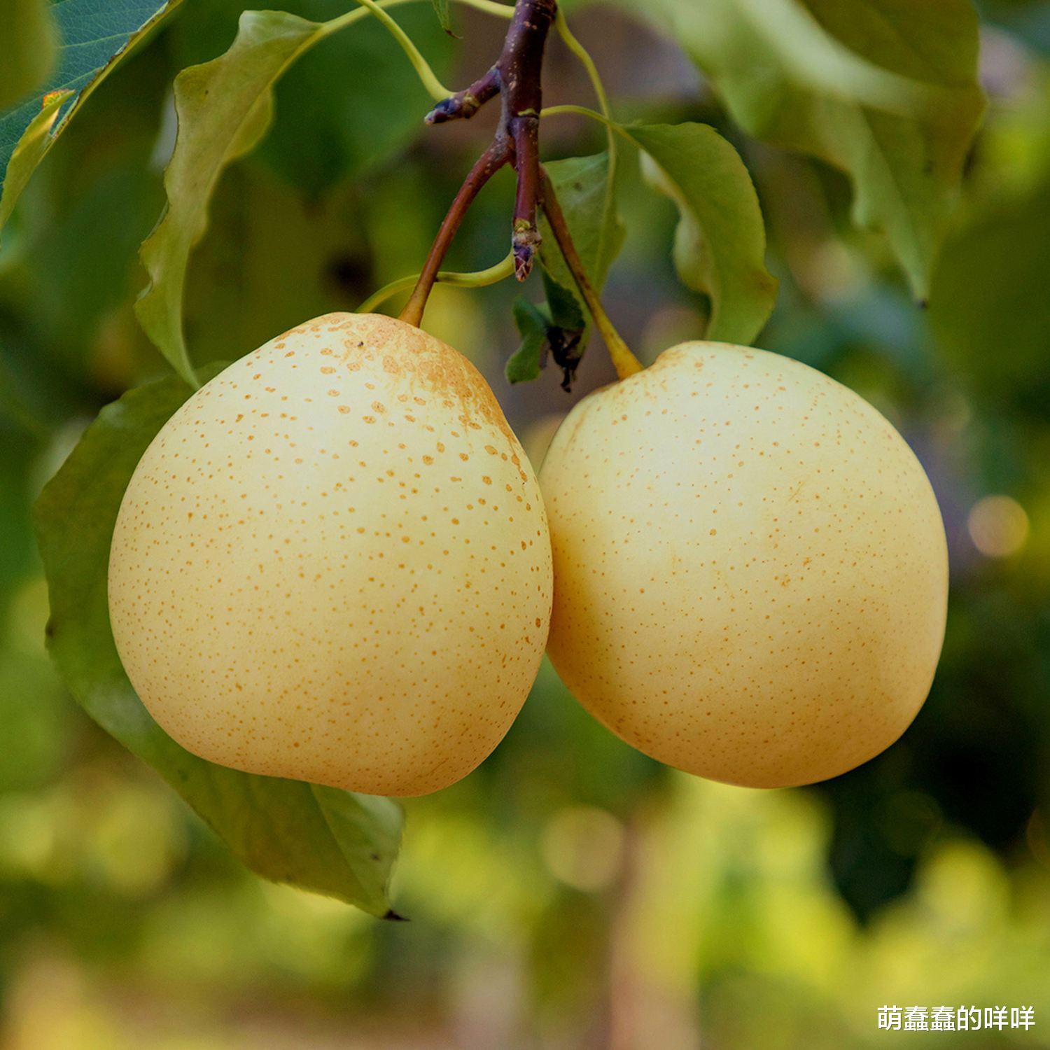 立冬|立冬后这果抓紧吃,一止咳,二润肺,三降压,被誉为“中华名果”