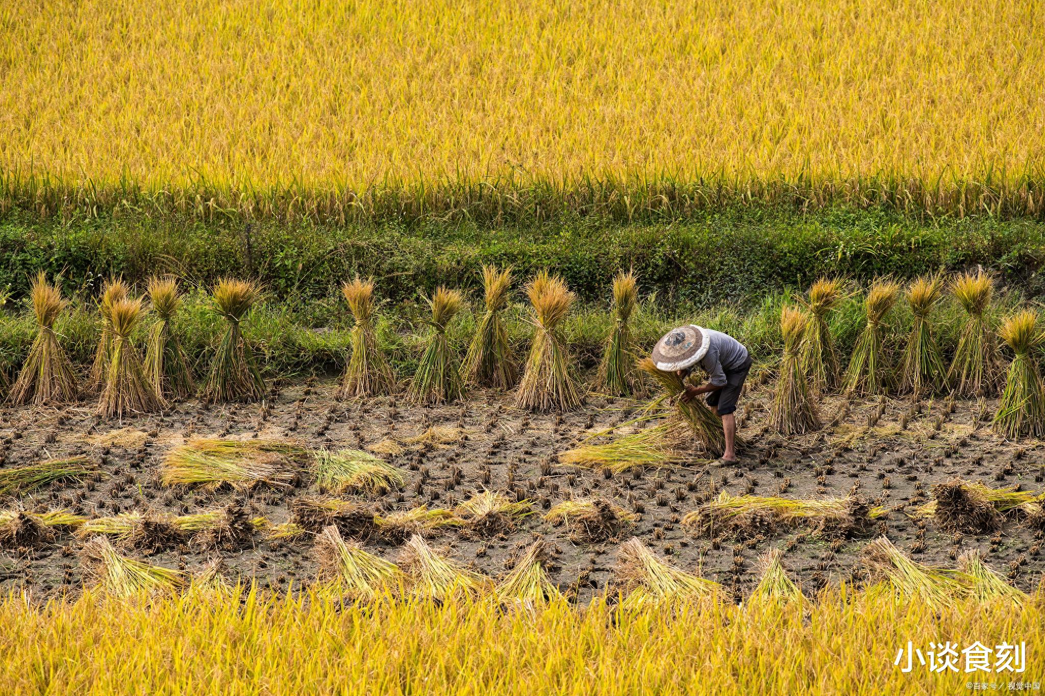 |“冬天冷不冷,单看八月二十三”, 明日八月廿三,农谚咋预兆?