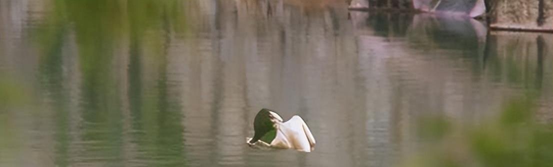 底裤外露、貂蝉打丧尸,这些侮辱观众的操作,简直不要太离谱!