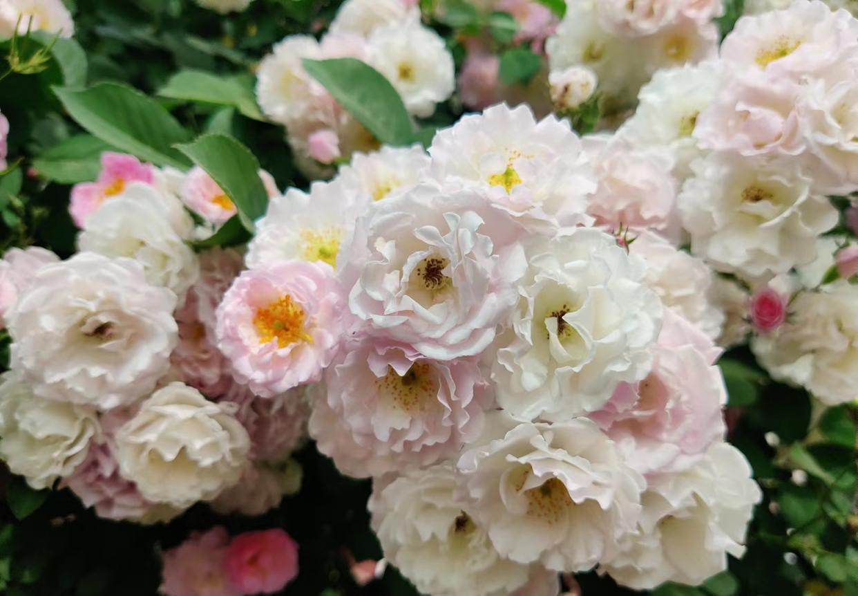 |直属领导和分管领导意见不一致时,应该听谁的?