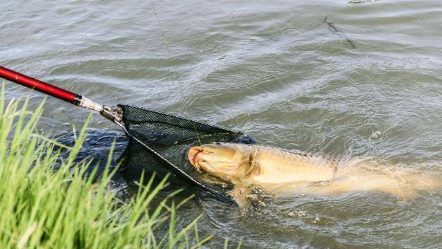 有鲤鱼咬钩却总跑鱼钓不上来？4个失误操作应避免！你中招过哪个