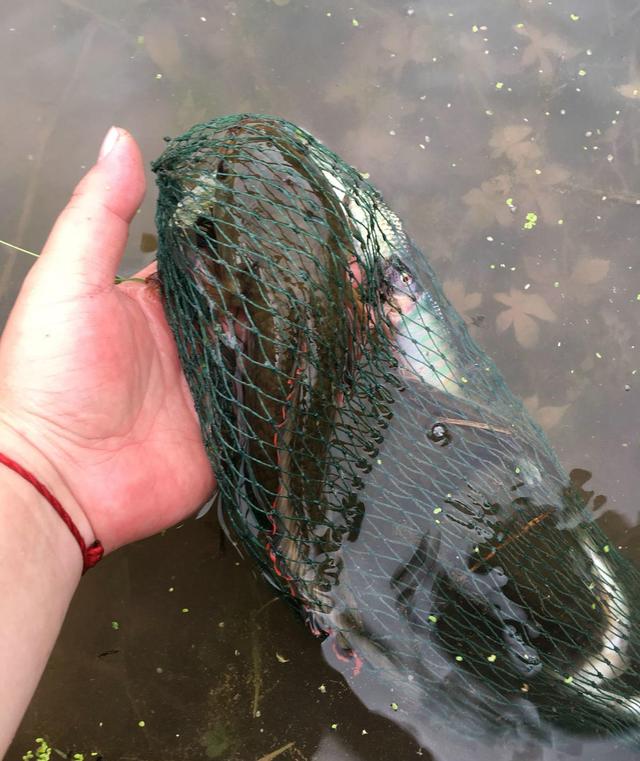 |值钱?四川钓友在“臭水河”钓到罕见雷龙鱼,钓友:带回去吃了