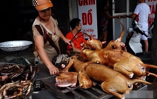 |躲过了中国人的筷子,却被越南人当做美食?越南人为啥爱吃鼠肉?
