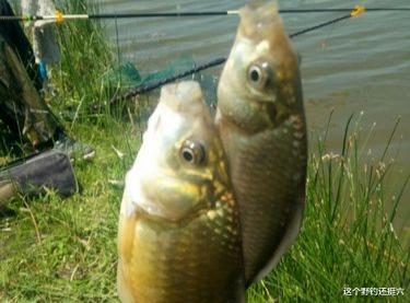 鲫鱼总是钓不多没效率?注意好这4方面,再不用羡慕钓友连竿了!