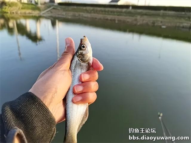 饵料|大鲫没有,尾数制胜