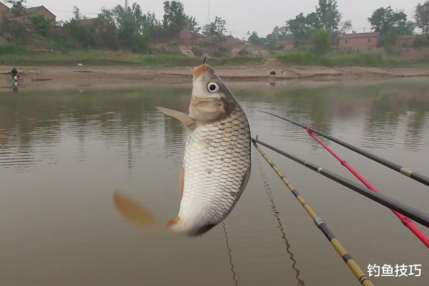 |春天钓鲤鱼,四钓四不钓,效果呱呱叫,四招很重要