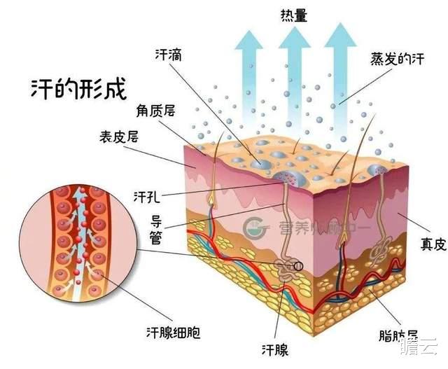中暑|既然人的体温为 37℃，为什么在 35℃ 的气温下，会觉得很热？