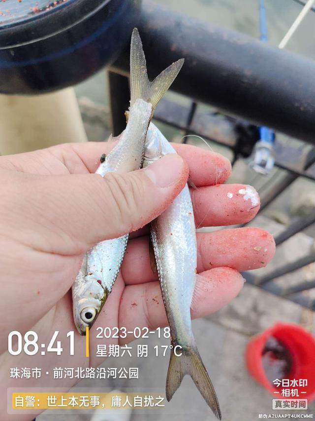 饵料|天暖花开鱼儿悦,细线小钩鱼抽不断