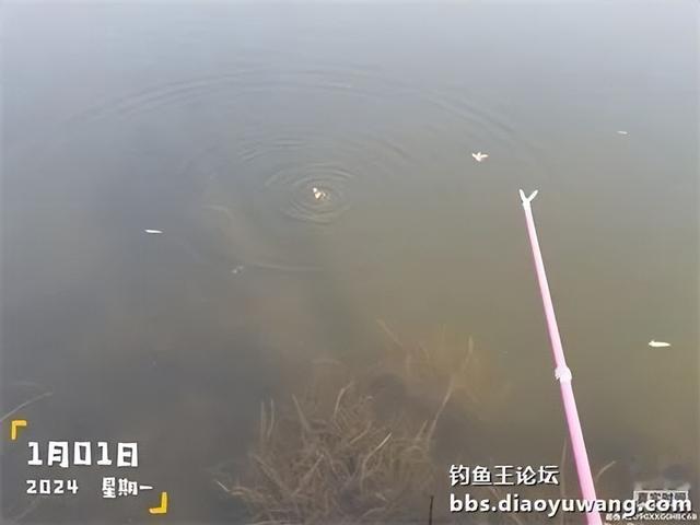 2024首钓爆护全放流,彰显地狱猫之大气