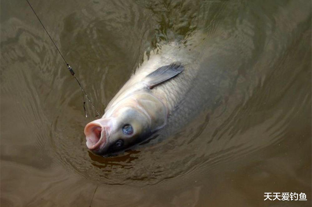夏季钓鱼，2种钓法必须学会，大鱼小鱼全部通杀