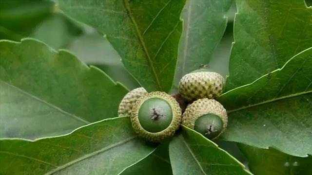 闺蜜|曾经是人们的主食,一棵结果数百斤,如今为何掉一地没人要?