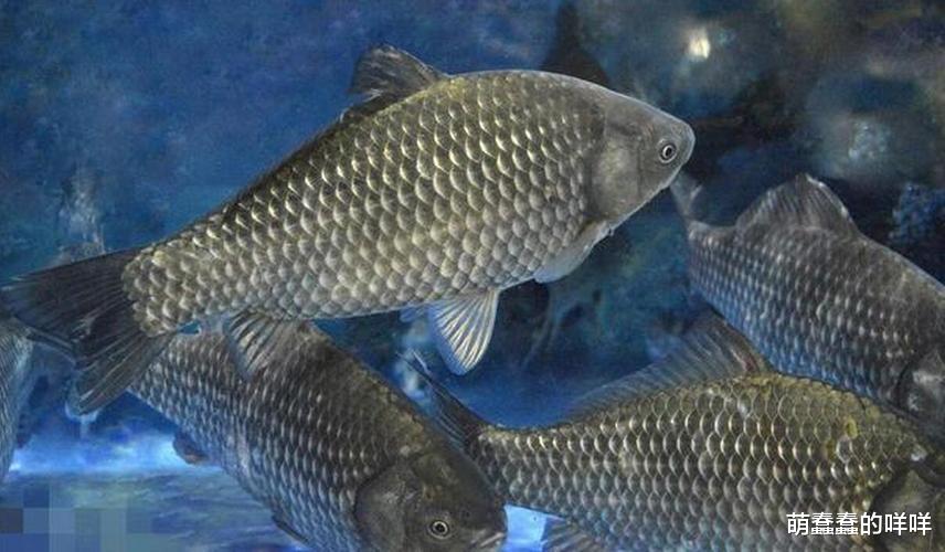 |冬天,遇到这鱼别错过,鲜嫩肥美营养高,肉嫩刺少老少皆宜