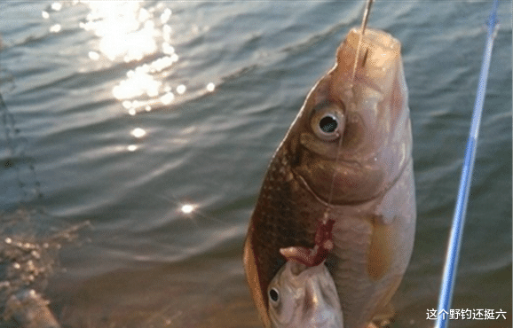 饵料|鲫鱼饵料如何选好用好?饵料避坑指南,让你花最少的钱钓最多的鱼