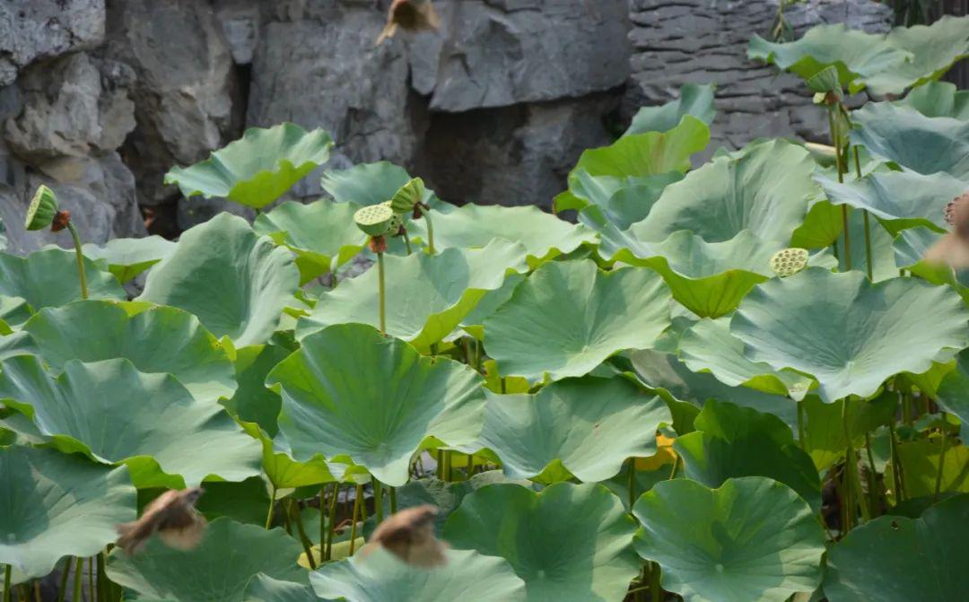 一个防治中暑的良方,六味中药巧妙运用,可让暑解一解、火消一消