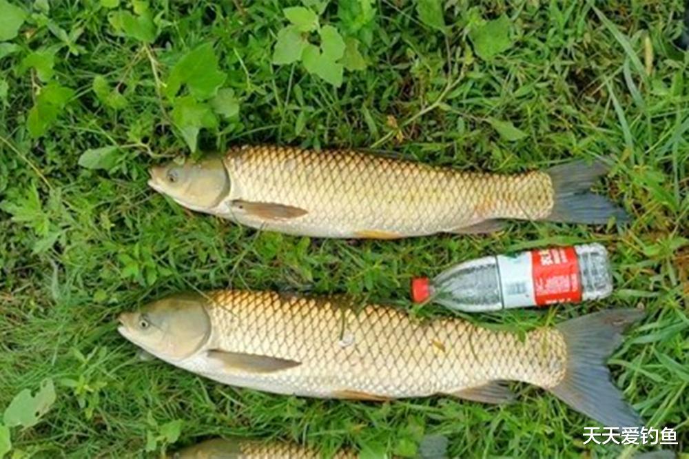 浮漂|如何让浮漂动作更大?用了3个小技巧,漂相看着不累