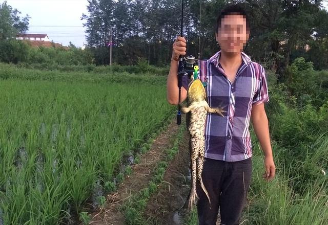 钓鱼|钓鱼变成钓蛙?广西小伙因钓不到鱼,拿着鱼竿改行钓青蛙