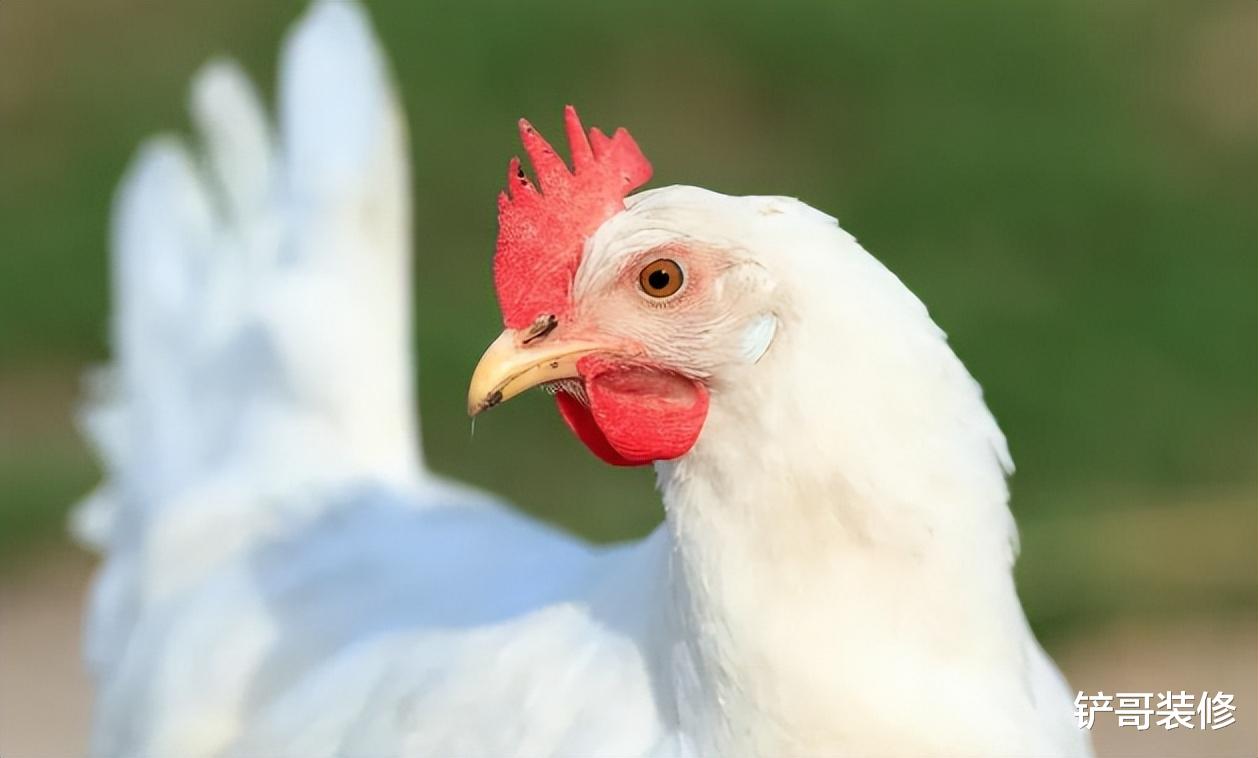 绿豆汤|1超市熟食区18.9元一只的烤鸡，能吃吗？听听超市员工怎么说……