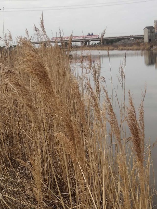 鲫鱼|开启三月垂钓之旅，第一站宁波梅山岛