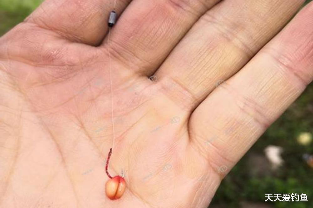 秋天野钓鲫鱼，用麦粒制作几款饵料，最适合小中取大