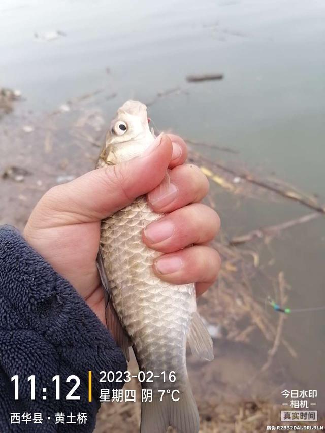 |舍远求近，连上两条大板鲫