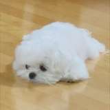 莲莲情感