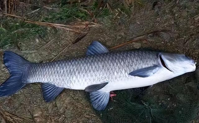 |小钩细线怎么遛大鱼?