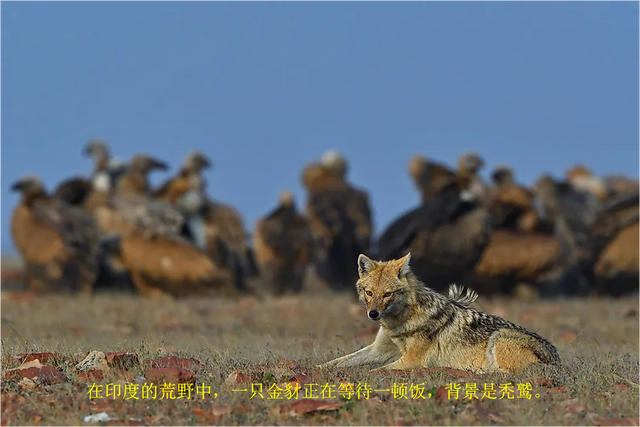 什么是生物共栖关系?看自然界中生物共栖的10个例子