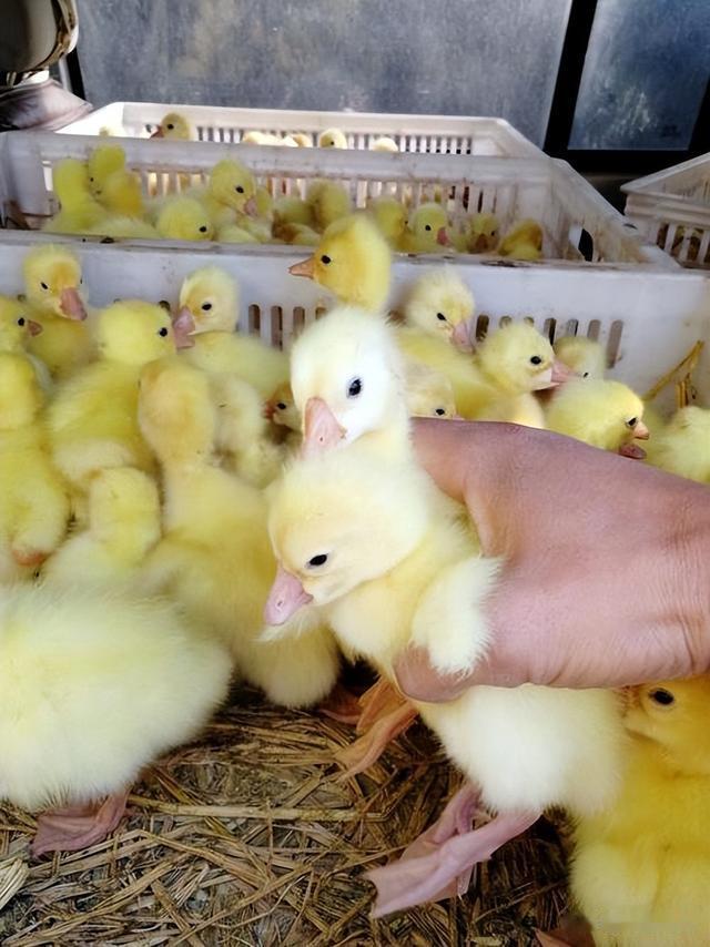 鹅蛋|鹅蛋为啥少有人吃？也很少有鹅蛋卖？我也是刚知道，真的涨知识了