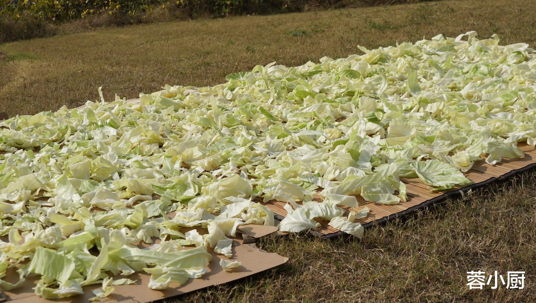 包菜|冬季这菜使劲吃，买20斤晒干，炖肉超香