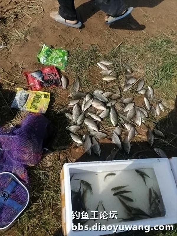 鲫鱼|红虫风暴加果香,野钓鲫鱼满地躺
