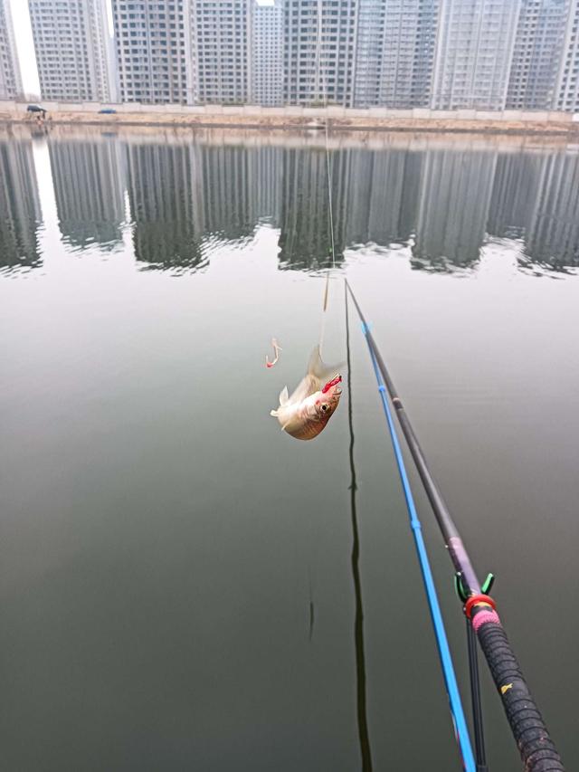 饵料|2023第一钓，面食配红虫，上鱼不再愁