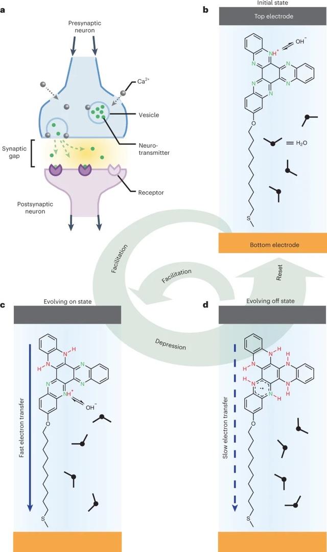 “动态分子开关”的发现为人类的“类脑计算”打开了一扇新的大门