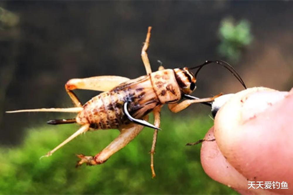 秋天野钓大草鱼，最强饵料汇总，最后这种到处都有
