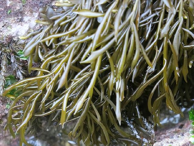 红薯|我国瞧不上的“野菜”,却被日本大量进口,还称其为“长寿菜”?