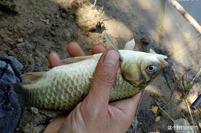 如何解决冬季钓底没口？考虑完善这4点，鱼口持久轻松钓到大板鲫