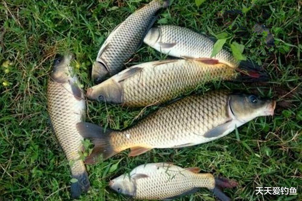 野钓如何选钓位？记住3个要点，什么水面都能找准鱼窝