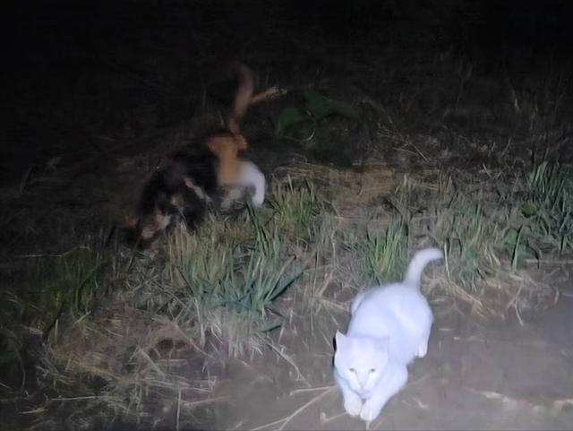 钓鱼日记——2023年8月12日(上庄水库夜钓)