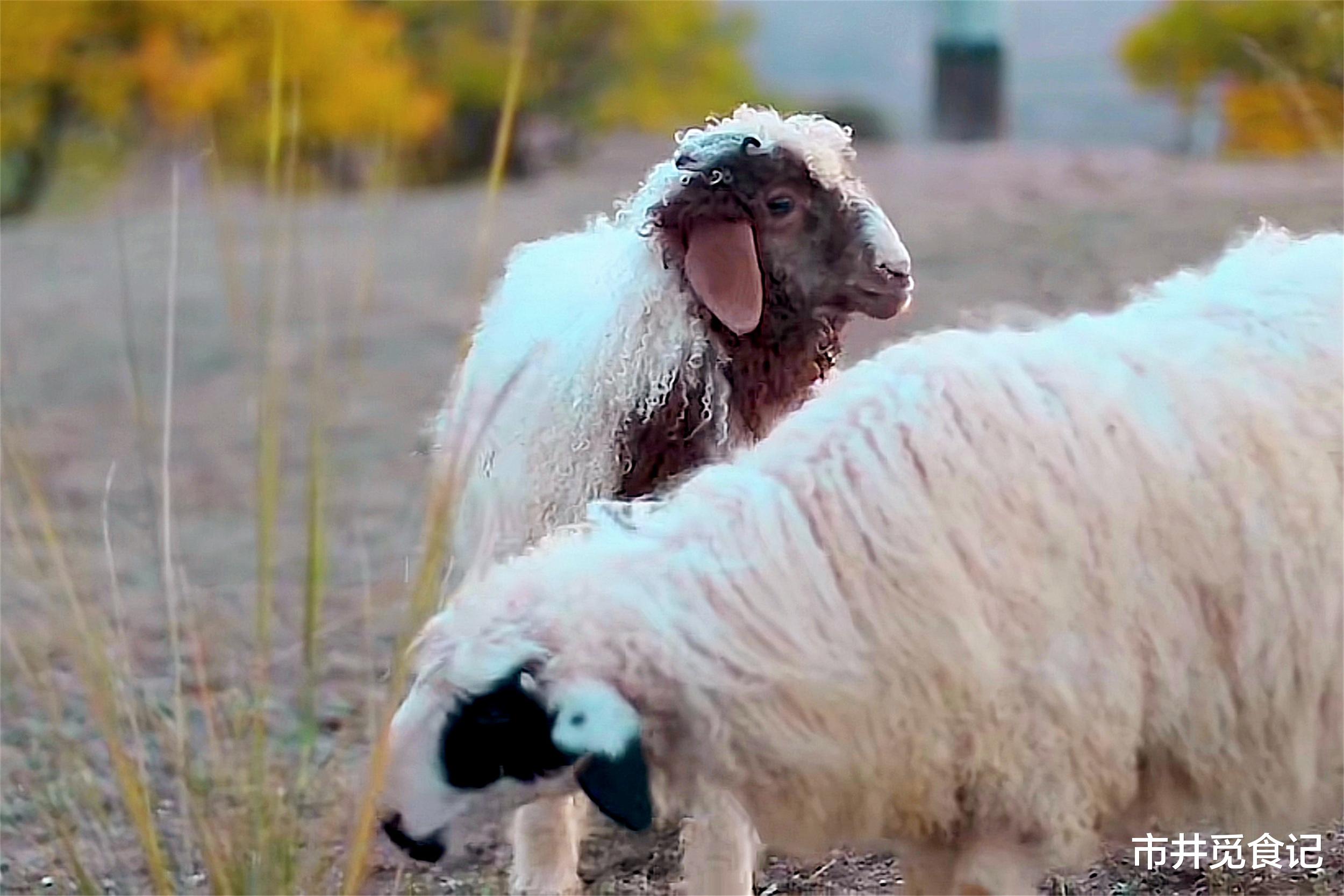 羊肉|中国羊肉排行榜,北方8种,南方2种,都是鲜嫩不膻的好羊肉