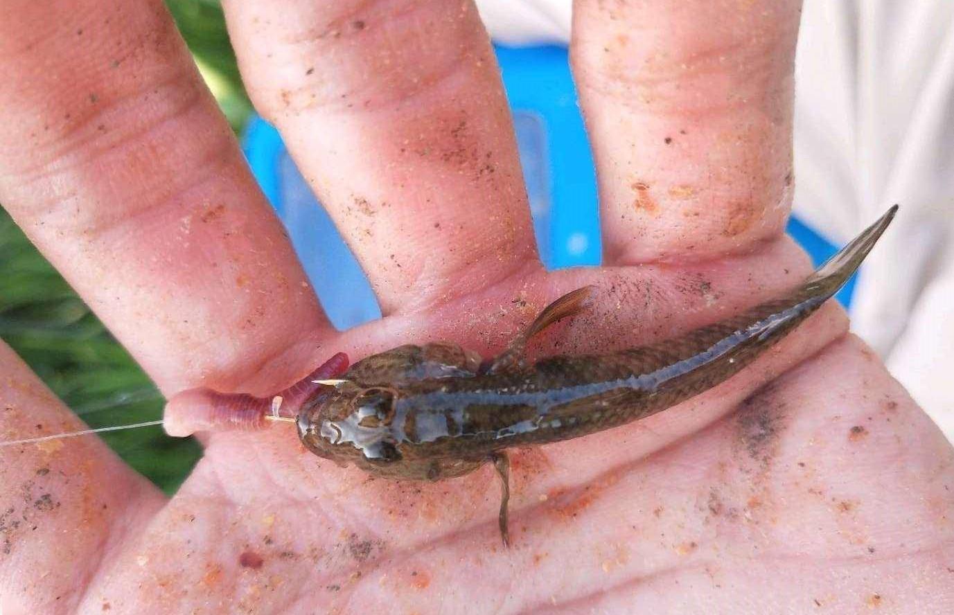 河鲜|正在“消失”的6种河鲜,小时候多到没人吃,现在却可遇不可求