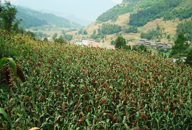 感冒|盘点上个世纪红极一时的六种水果,如今却无人问津,你吃过几种?