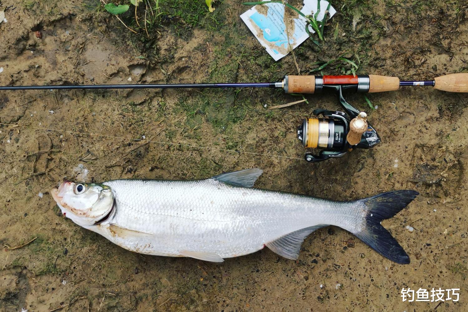 玉米|6月钓翘嘴的技巧,出钓时间、选钓位、用饵全攻略